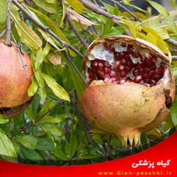 دلایل ترکیدگی میوهی انار و روشهای مبارزه با آن دلایل ترکیدگی میوهی انار و روشهای مبارزه با آن