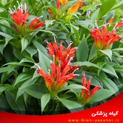 معرفی و نحوه نگهداری از گل آپارتمانی آشیانتوس معرفی و نحوه نگهداری از گل آپارتمانی آشیانتوس