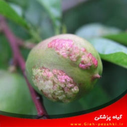 بیماری پیچیدگی برگ هلو و گیلاس و نحوه مبارزه با آن بیماری پیچیدگی برگ هلو و گیلاس و نحوه مبارزه با آن