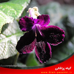 راهنمای نگهداری از گل استرپتوکارپوس (پیجان بر) راهنمای نگهداری از گل استرپتوکارپوس (پیجان بر)