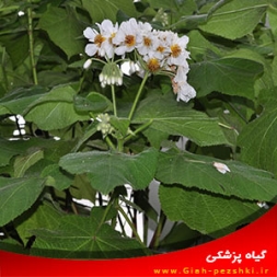 راهنمای نگهداری از گیاه زینتی اسپارمانیا (کرکژی) راهنمای نگهداری از گیاه زینتی اسپارمانیا (کرکژی)