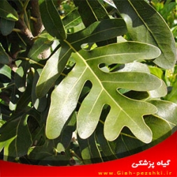 نحوه نگهداری از گل آپارتمانی استنوکارپوس نحوه نگهداری از گل آپارتمانی استنوکارپوس