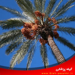 بیماری پوسیدگی گل آذین نخل خرما و مبارزه با آن بیماری پوسیدگی گل آذین نخل خرما و مبارزه با آن
