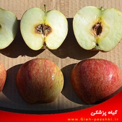 پوسیدگی آلترناریایی سیب و گلابی و مبارزه با آن پوسیدگی آلترناریایی سیب و گلابی و مبارزه با آن