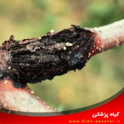 بیماری دارخور درختان سیب (شانکر لوکوستومایی) و مبارزه با آن بیماری دارخور درختان سیب (شانکر لوکوستومایی) و مبارزه با آن