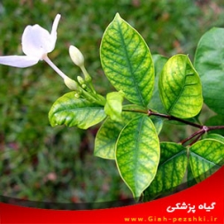 سبزردی (کلروز) گیاه براثر کمبود آهن در خاک سبزردی (کلروز) گیاه براثر کمبود آهن در خاک
