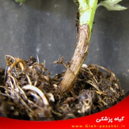 بیماری گیاهچه میری مرکبات و مبارزه با آن بیماری گیاهچه میری مرکبات و مبارزه با آن