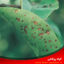 بیماری لکه فابریایی میوه به و مبارزه با آن بیماری لکه فابریایی میوه به و مبارزه با آن