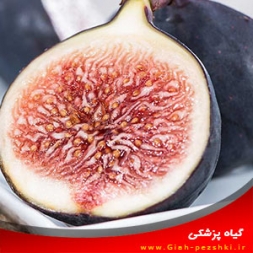 شناسایی بیماری ترشیدگی میوه انجیر و مبارزه با آن شناسایی بیماری ترشیدگی میوه انجیر و مبارزه با آن