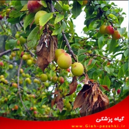 بیماری سوختگی آتشی گلابی و به بیماری سوختگی آتشی گلابی و به