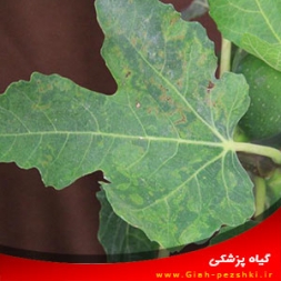 شناسایی بیماری موزاییک انجیر و مبارزه با آن شناسایی بیماری موزاییک انجیر و مبارزه با آن
