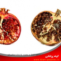 بیماری پوسیدگی میوه انار و مبارزه با آن بیماری پوسیدگی میوه انار و مبارزه با آن
