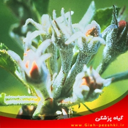 شناسایی سفیدک پودری سیب و نحوه مبارزه با آن شناسایی سفیدک پودری سیب و نحوه مبارزه با آن
