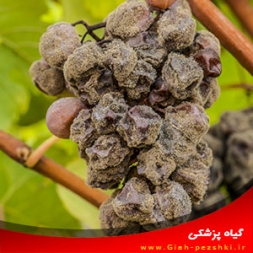 بیماری پوسیدگی کپک خاکستری و مبارزه با آن بیماری پوسیدگی کپک خاکستری و مبارزه با آن