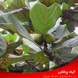 شناسایی بیماری شانكر فوموپسیسی انجير و مبارزه با آن شناسایی بیماری شانكر فوموپسیسی انجير و مبارزه با آن