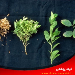 شناسایی بیماری جاروک لیموآب(لیموترش، مرکبات) و مبارزه با آن شناسایی بیماری جاروک لیموآب(لیموترش، مرکبات) و مبارزه با آن