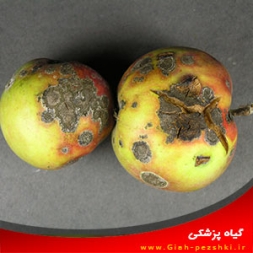 بیماری لکه سیاه سیب شناسایی و مبارزه با آن بیماری لکه سیاه سیب شناسایی و مبارزه با آن