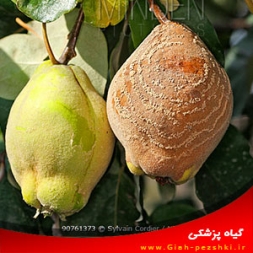 بیماری پوسیدگی قهوه ای میوه به و مبارزه با آن بیماری پوسیدگی قهوه ای میوه به و مبارزه با آن