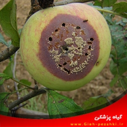 شناسایی بیماری پوسیدگی قهوه ای سیب و مبارزه با آن شناسایی بیماری پوسیدگی قهوه ای سیب و مبارزه با آن