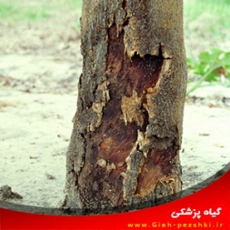 شناسایی بیماری انگومک مركبات و مبارزه با آن شناسایی بیماری انگومک مركبات و مبارزه با آن