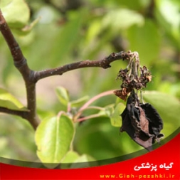 بیماری بلاست گلابی و نحوه مبارزه با آن بیماری بلاست گلابی و نحوه مبارزه با آن