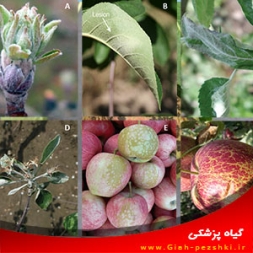 بیماری سفیدک پودری گلابی و نحوه مبارزه با آن بیماری سفیدک پودری گلابی و نحوه مبارزه با آن