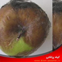 بیماری پوسیدگی ریزوپوسی سیب و مبارزه با آن بیماری پوسیدگی ریزوپوسی سیب و مبارزه با آن