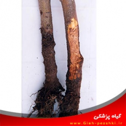 بیماری پوسیدگی رزلینیایی ریشه و نحوه مبارزه با آن بیماری پوسیدگی رزلینیایی ریشه و نحوه مبارزه با آن