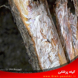 بیماری پوسیدگی آرمیلاریایی ریشه و مبارزه با آن بیماری پوسیدگی آرمیلاریایی ریشه و مبارزه با آن