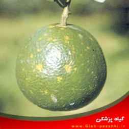 بیماری تریستزای مرکبات و نحوه مبارزه با آن بیماری تریستزای مرکبات و نحوه مبارزه با آن