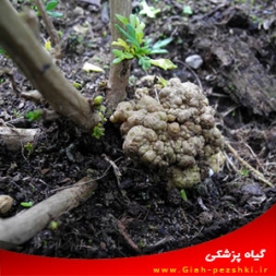 بیماری سرطان طوقه و ریشه و مبارزه با آن بیماری سرطان طوقه و ریشه و مبارزه با آن