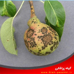بیماری لکه سیاه گلابی و مبارزه با آن بیماری لکه سیاه گلابی و مبارزه با آن
