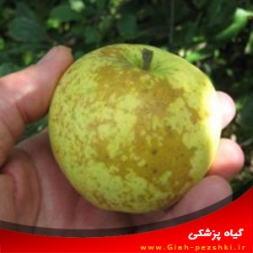 بیماری زنگار یا چوب پنبه ای شدن سطح میوه و مبارزه با آن بیماری زنگار یا چوب پنبه ای شدن سطح میوه و مبارزه با آن