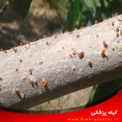 بیماری شانکر سیتوسپورایی گردو و مبارزه با آن بیماری شانکر سیتوسپورایی گردو و مبارزه با آن