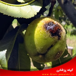 بیماری شانکر سیتوسپورایی درختان میوه ی هسته دار بیماری شانکر سیتوسپورایی درختان میوه ی هسته دار