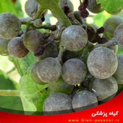 شناسایی بیماری سفیدک پودری تاک(انگور) و مبارزه با آن شناسایی بیماری سفیدک پودری تاک(انگور) و مبارزه با آن