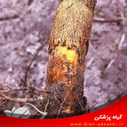 بیماری انگومک پسته و نحوه مبارزه با آن بیماری انگومک پسته و نحوه مبارزه با آن