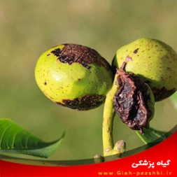 بیماری آنتراکنوز گردو و نحوه مبارزه با آن بیماری آنتراکنوز گردو و نحوه مبارزه با آن