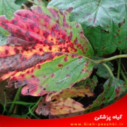 بیماری لکه سفید توت فرنگی و نحوه مبارزه با آن بیماری لکه سفید توت فرنگی و نحوه مبارزه با آن