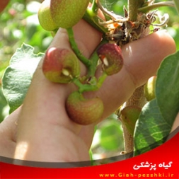 بیماری ماسوی پسته و نحوه مبارزه با آن بیماری ماسوی پسته و نحوه مبارزه با آن