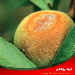 بیماری سفیدک پودری (نمدی) هلو و دیگر درختان هسته دار بیماری سفیدک پودری (نمدی) هلو و دیگر درختان هسته دار