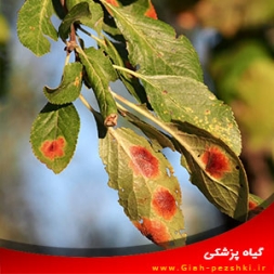 بیماری لکه قرمز برگ آلو و گوجه و مبارزه با آن بیماری لکه قرمز برگ آلو و گوجه و مبارزه با آن