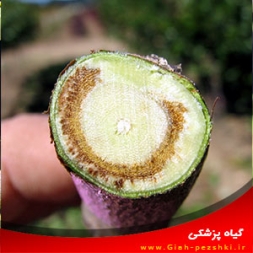 پژمردگی ورتیسلیومی درختان میوه ی هسته دار پژمردگی ورتیسلیومی درختان میوه ی هسته دار