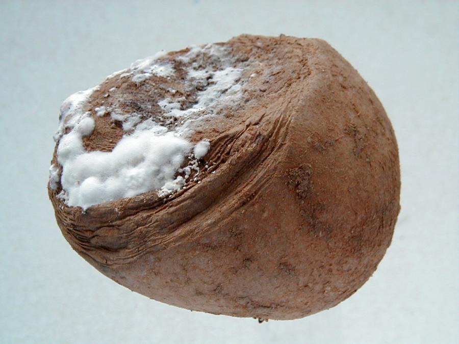 بیماری پوسیدگی خشک فوزاریومی سیب زمینی - fusarium dry rot potato