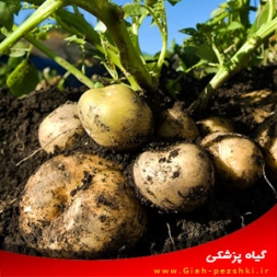 شناسایی بیماری های مهم سیب زمینی و روش های مبارزه با آن ها شناسایی بیماری های مهم سیب زمینی و روش های مبارزه با آن ها