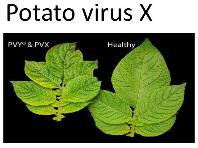 ویروس X سیب زمینی