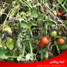 شناسایی و مبارزه با مهمترین بیماری های گوجه فرنگی شناسایی و مبارزه با مهمترین بیماری های گوجه فرنگی