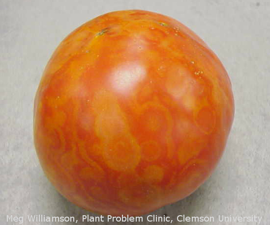 بیماری ویروسی – پژمردگی لکه ای گوجه فرنگی Tomato Spotted Wilt Virus (TSWV)