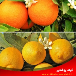 توصیه هایی برای مبارزه با آفات مرکبات و افزایش رشد و میوه دهی مرکبات توصیه هایی برای مبارزه با آفات مرکبات و افزایش رشد و میوه دهی مرکبات