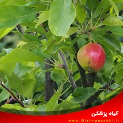 ۵ دلیل برای عدم میوه دهی درختان میوه ۵ دلیل برای عدم میوه دهی درختان میوه
